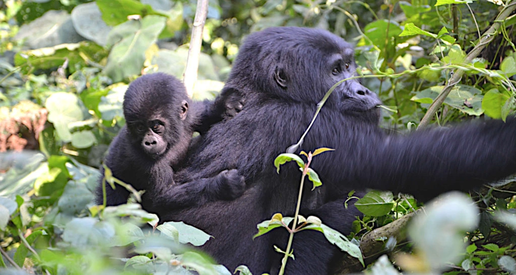 7 Days Best of Uganda Tour