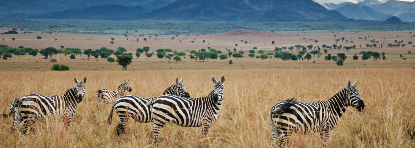 wildlife-conservation-projects-in-uganda