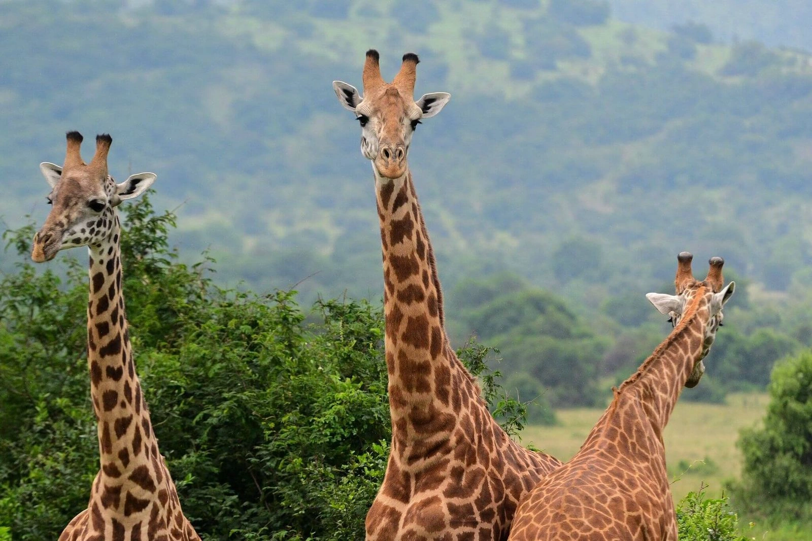 wildlife-encounters-you-can-expect-in-rwanda