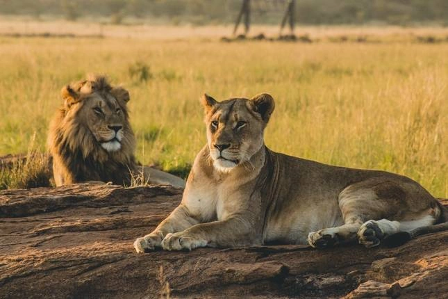 uganda-safari-budget-calculator
