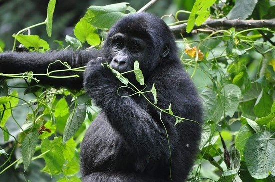 best-rwanda-uganda-gorilla-trekking