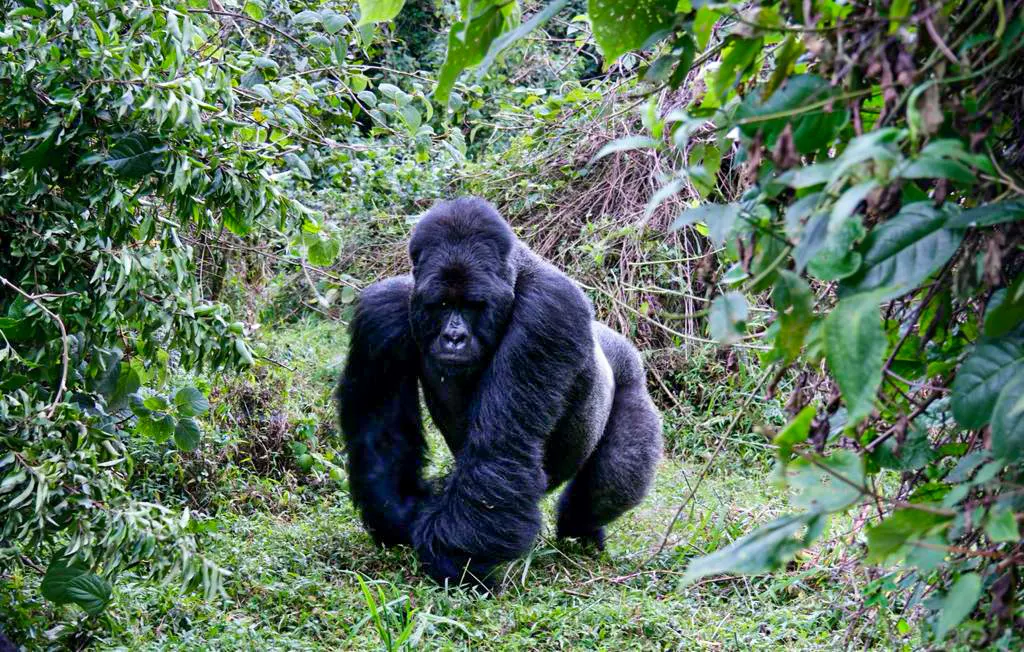 can-i-start-a-gorilla-tour-in-rwanda-to-uganda