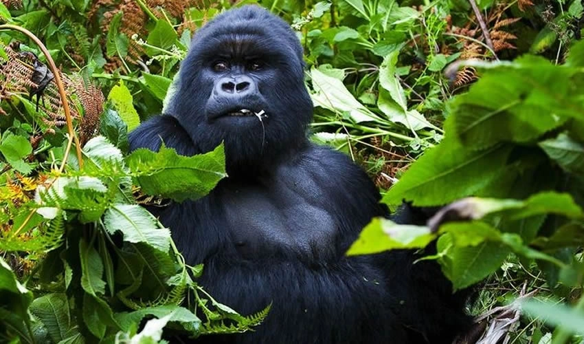 kigali-to-bwindi-gorilla-trek
